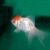 Red Cap Oranda