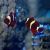 Goldstripe Maroon Clownfish 