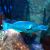 Green Birdmouth Wrasse - Large