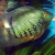 Green Severum