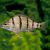 Barred Grunter 