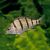 Barred Grunter 