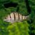 Barred Grunter 