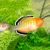 Gudgeon Empire