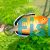 Empire Gudgeon