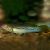 Gudgeon Purple Spotted - Northen
