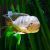Gymnogeophagus Balzanii 3.5cm