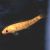 Golden Sucking Catfish
