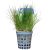 Hairgrass - Pot