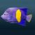 Half Moon Angelfish - Medium 
