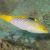 Wrasse - Checkeredboard