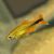 Blushing Silver Tip Tetra