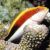 Hawkfish Freckled