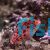 Hawkfish Threadfin 