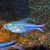 Phoenix Tetra
