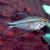 Phoenix Tetra