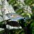 Head & Tail Light Tetra