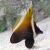 Bannerfish Brown