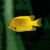 Heraldi Angelfish
