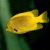 Male Heraldi Angelfish