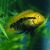 Rainbow Cichlid