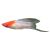 Hi-Fin L.T Swordtail Kohaku 5cm