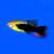 Hi Fin Variatus Platy 