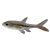 Hockey Stick Tetra - Red Tail 