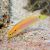 Two Spot Yellow Candy Hogfish - Bodianus bimaculatus