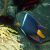 Angelfish Passer-King - Holacanthus passer