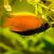 Honey Dwarf Gourami