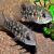 Hoplarchus Psittacus