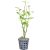 Hygrophila - Submersed - Pot