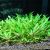 Hygrophila Pinnatifida Bunch