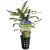 Hygrophila - Pinnatifida Emersed - Pot