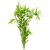 Hygrophila Sunset - Bunch