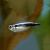Diamond Black Neon Tetra