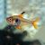 Red Phantom Tetra