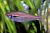 Amapa Tetra 3cm