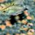 Reed Tetra 3cm