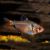 Serpae Tetra
