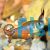 Flame Tetra
