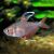 Hyphessobrycon Robertsi Tetra