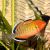 Empire Gudgeon