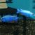 Iceberg Electric Blue