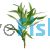 Polygonum - Native Blue Stricta