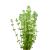 Rotala rotundifolia