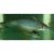 Golden Eel Tail Catfish