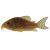 Corydoras Sterbai