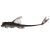 Whiptail Catfish
